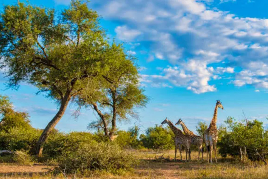 Three young Cheetahs. Taken in Kruger, South Africa Three young Cheetahs. Taken in Kruger, South Africa
