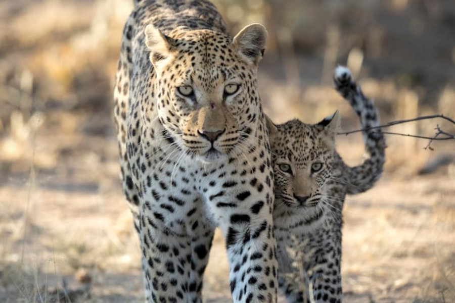Three young Cheetahs. Taken in Kruger, South Africa Three young Cheetahs. Taken in Kruger, South Africa